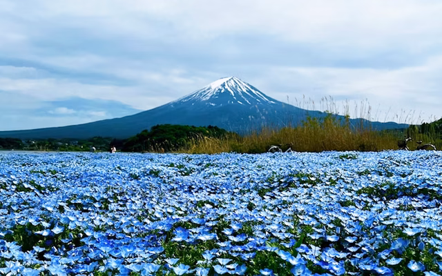 Mt. Fuji & Hakone Classic Tour